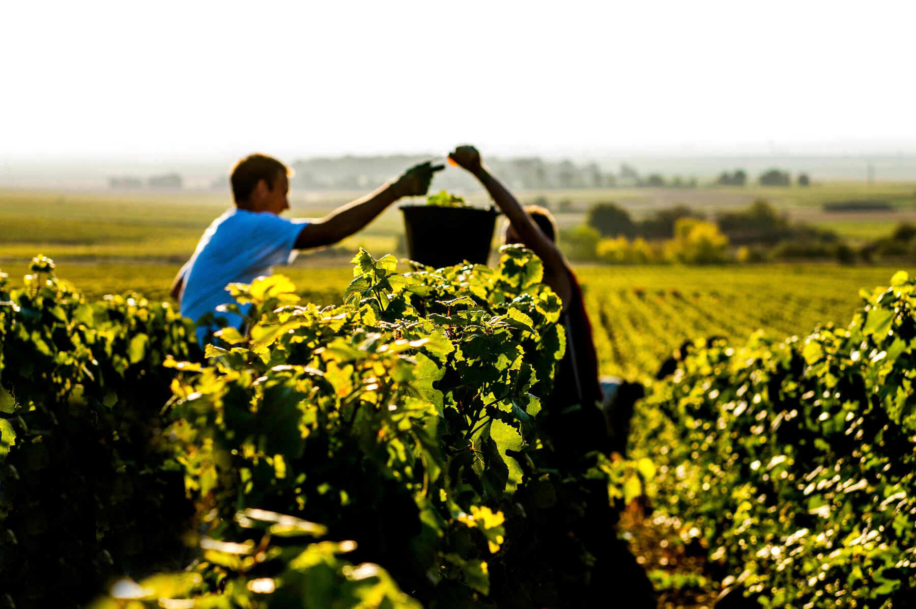 Illustration de l’article « Dans la Marne, le RSA et les vendanges forment un cercle vertueux » — Insertion & emploi